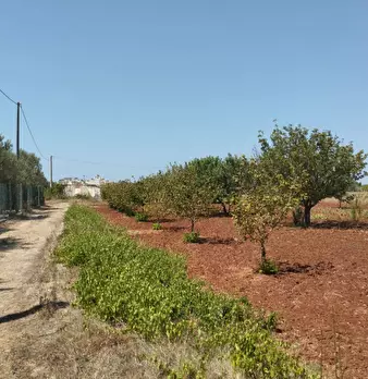 Foto annuncio 14