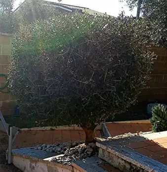 Foto annuncio 8