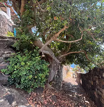 Foto annuncio 29