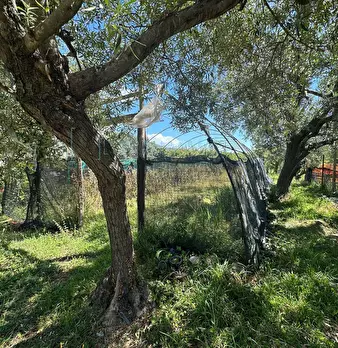 Foto annuncio 7