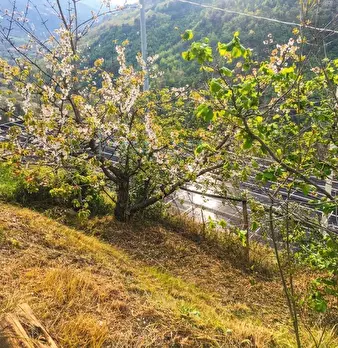 Foto annuncio 28