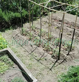 Foto annuncio 20