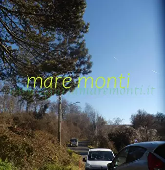Foto annuncio 35
