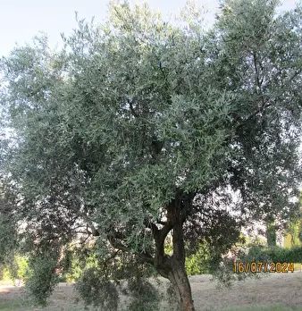 Foto annuncio 27