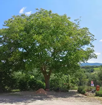 Foto annuncio 12