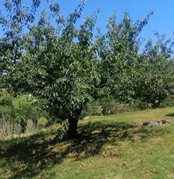 Foto annuncio 38