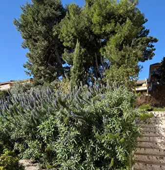 Foto annuncio 42