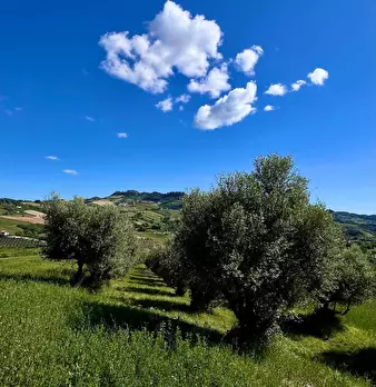 Foto annuncio 7