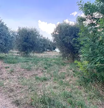 Foto annuncio 9