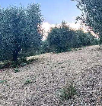 Foto annuncio 11