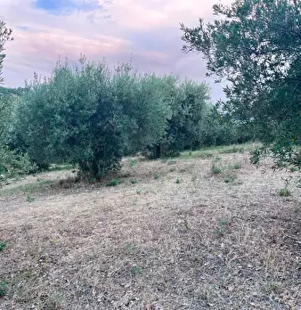 Foto annuncio 12