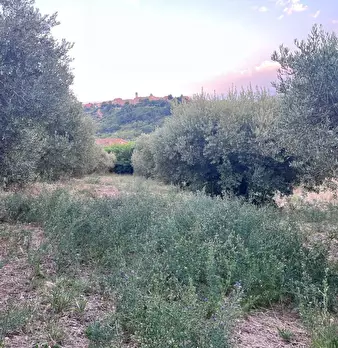 Foto annuncio 21