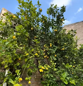 Foto annuncio 22