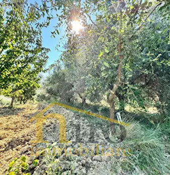 Foto annuncio 6