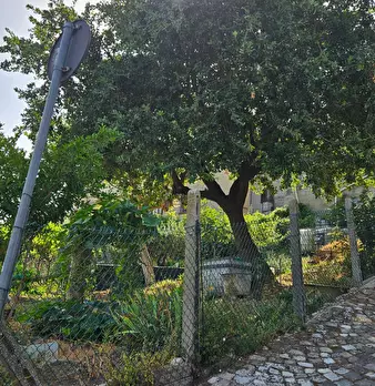 Foto annuncio 5