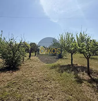 Foto annuncio 6