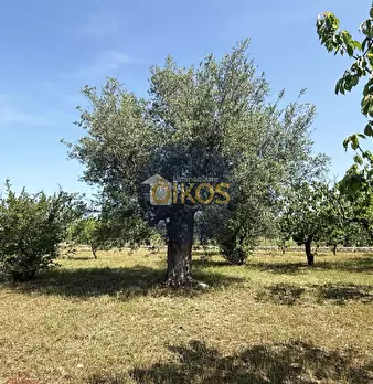 Foto annuncio 10
