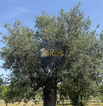 Foto annuncio 11