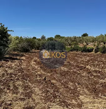 Foto annuncio 10