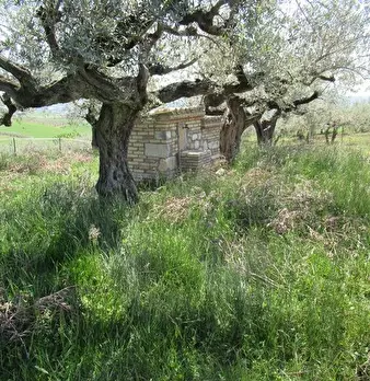 Foto annuncio 10