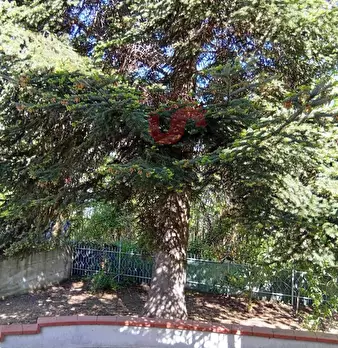 Foto annuncio 9