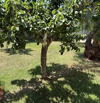 Foto annuncio 27