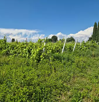 Foto annuncio 5