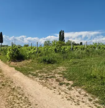Foto annuncio 8