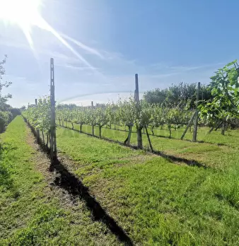 Foto annuncio 1