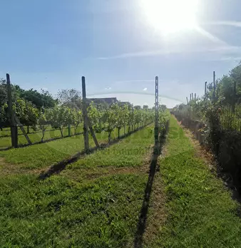Foto annuncio 4
