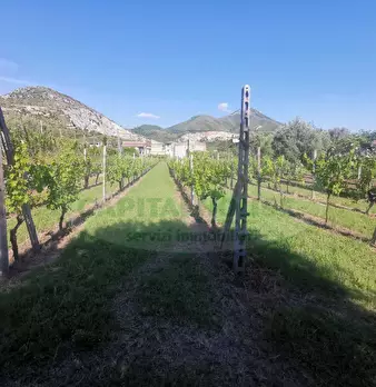Foto annuncio 6