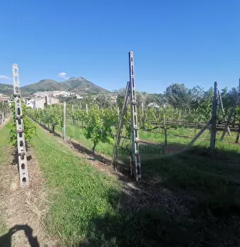 Foto annuncio 7