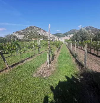 Foto annuncio 10