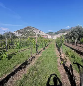 Foto annuncio 12