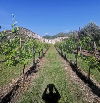 Foto annuncio 14