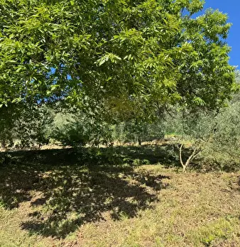 Foto annuncio 8