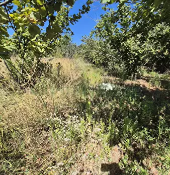 Foto annuncio 6