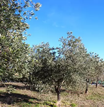 Foto annuncio 7