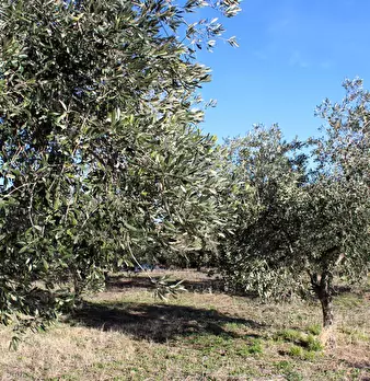 Foto annuncio 8