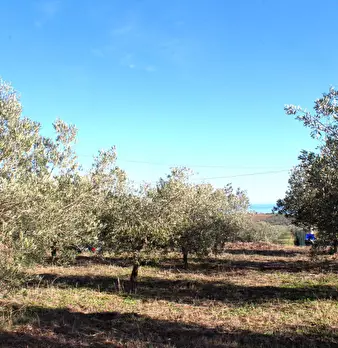 Foto annuncio 9