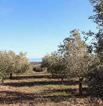 Foto annuncio 10
