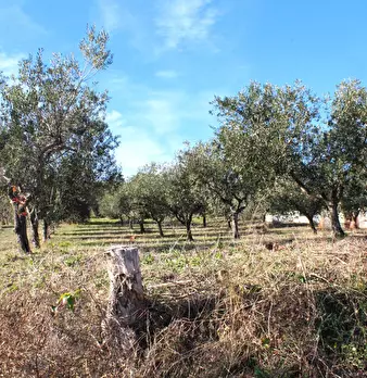 Foto annuncio 12