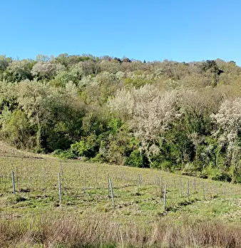 Foto annuncio 12