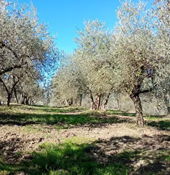 Foto annuncio 16
