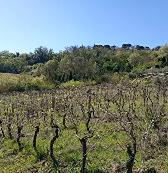 Foto annuncio 18