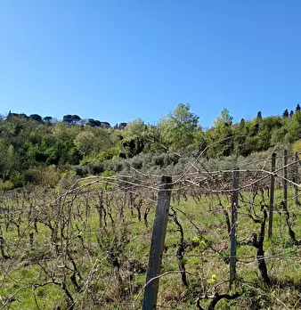 Foto annuncio 19