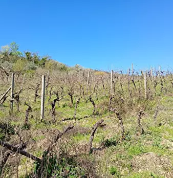 Foto annuncio 20