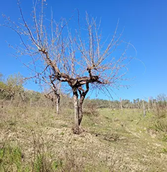 Foto annuncio 21