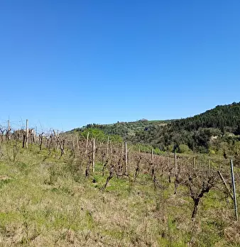 Foto annuncio 22