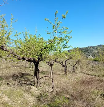 Foto annuncio 23